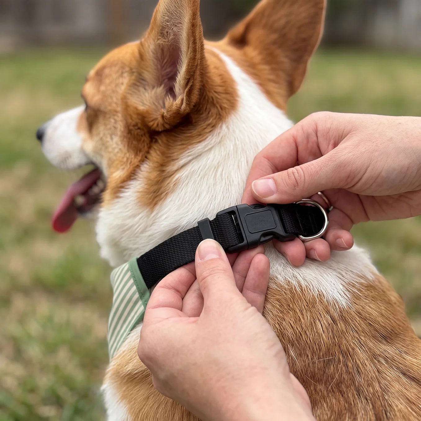 Personalized Dog Bandana "Stripes"